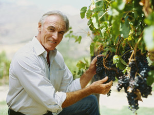portrait of a mature man holding grapes in a vineyard